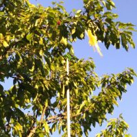 Panier de cueillette petits fruits | Cueille fruits en hauteur
