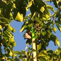 Panier de cueillette petits fruits | Cueille fruits en hauteur