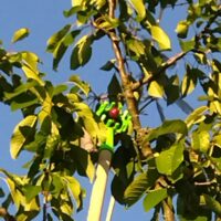 Panier de cueillette petits fruits | Cueille fruits en hauteur