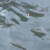 Float 'olive' fishing | PF2