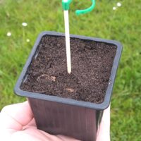 Tuteur + base pour pot de semis, de bouturage