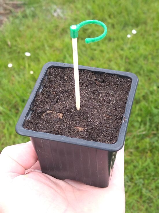 Tuteur + base pour pot de semis, de bouturage