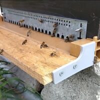 Rallonge planche d'envol plancher Nicot | Apiculture 3D | RPE-18mm