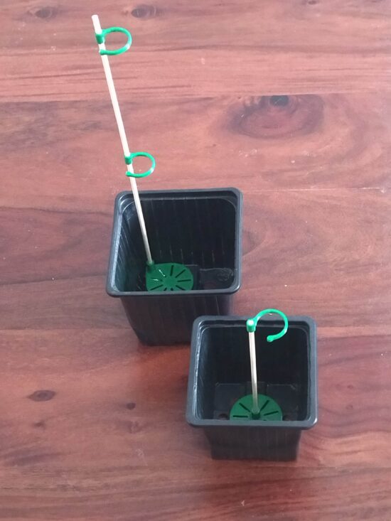 Tuteur + base pour pot de semis, de bouturage
